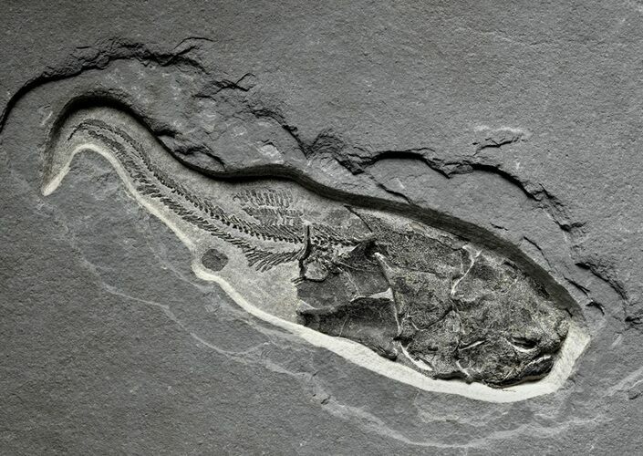 Museum Quality Armored Fish Fossil Scotland For Sale (5968